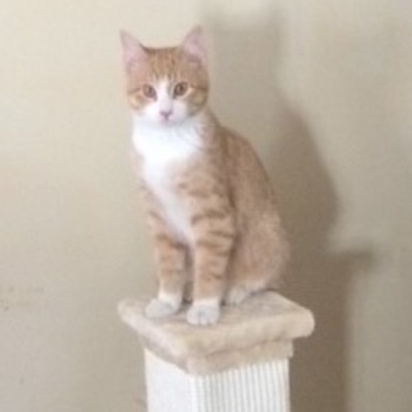 Meet your Posher, Nina - Picture 1 of 4